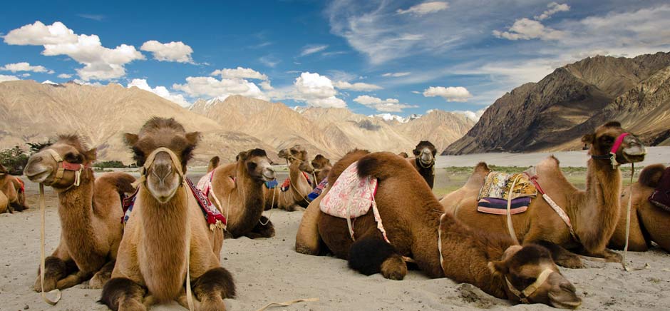 Double Humped Camel In Hunder, Leh Ladakh