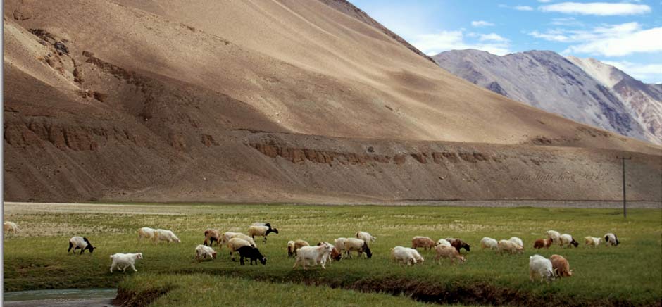 Sheeps In Changthang, Leh Ladakh