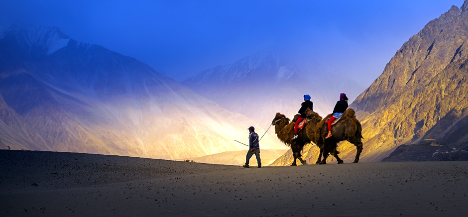 Camel Safari In Nubra Valley, Leh Ladakh