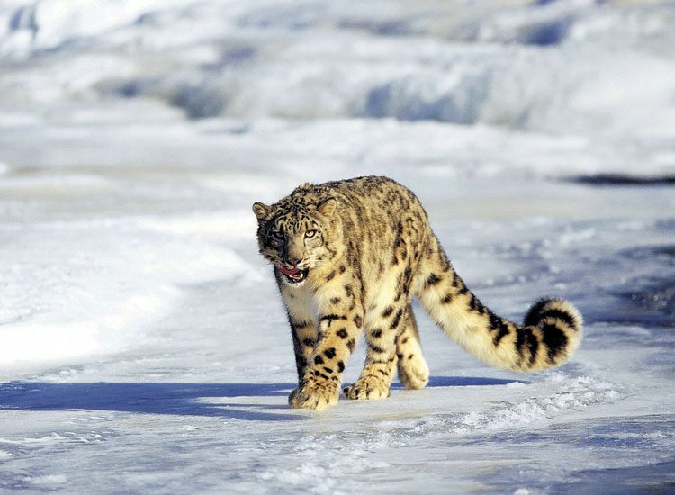 hemis-national-park