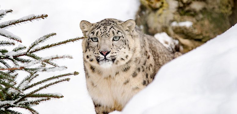 Snow Leopard Trek in Ladakh Snow Leopard Trek in Ladakh