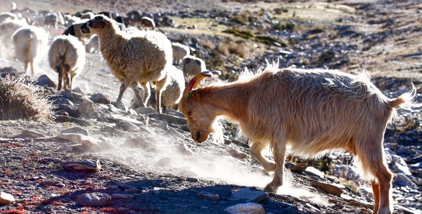 changthang-wildlife-sanctuary changthang-wildlife-sanctuary